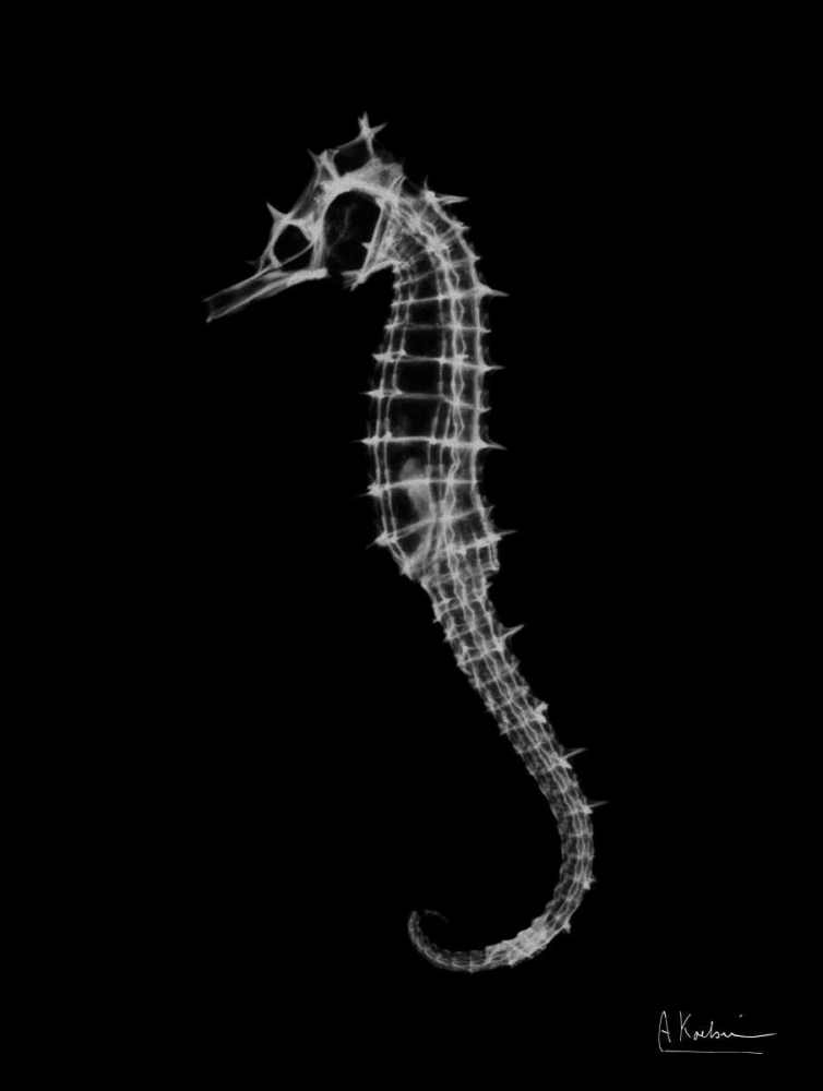 Seahorse In The Dark art print by Albert Koetsier for $57.95 CAD