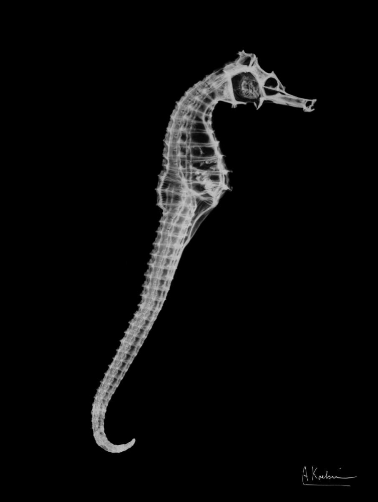 Seahorse In The Black art print by Albert Koetsier for $57.95 CAD