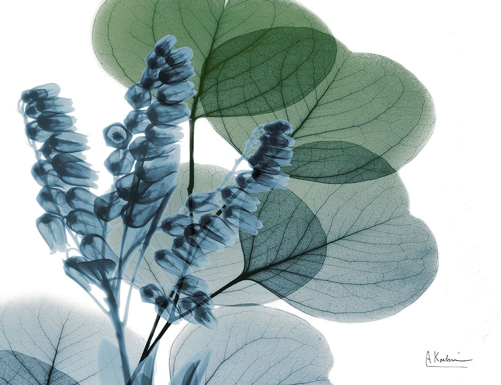 Lilly of Eucalyptus art print by Albert Koetsier for $57.95 CAD