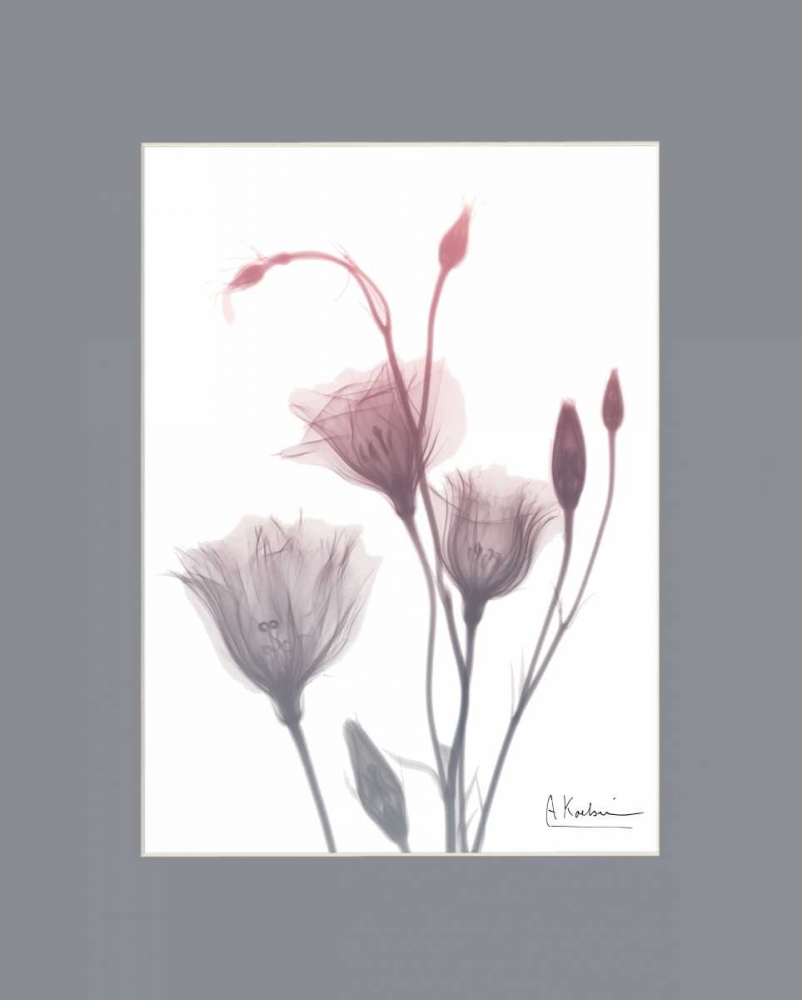 GentianB9 Pink Matte art print by Albert Koetsier for $57.95 CAD