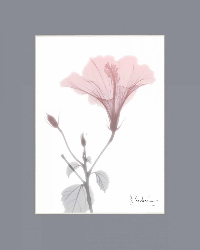 Hibiscus B49 Pink Matte art print by Albert Koetsier for $57.95 CAD