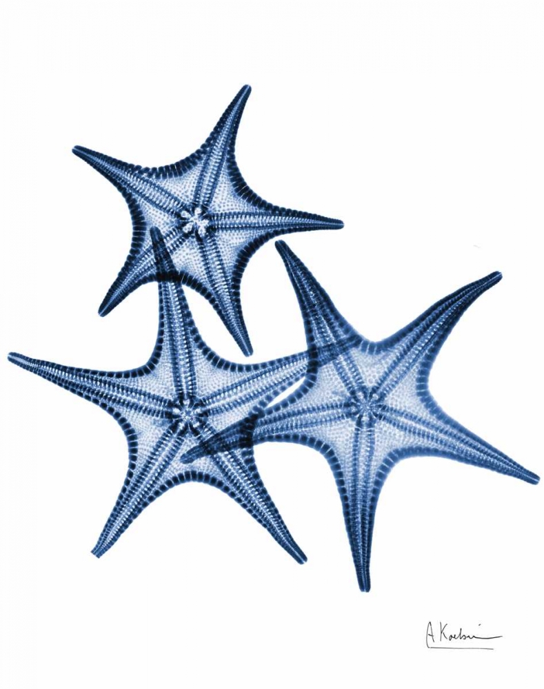 Blue Trio Starfish art print by Albert Koetsier for $57.95 CAD