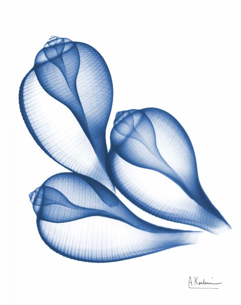 Blue Trio Conch art print by Albert Koetsier for $57.95 CAD