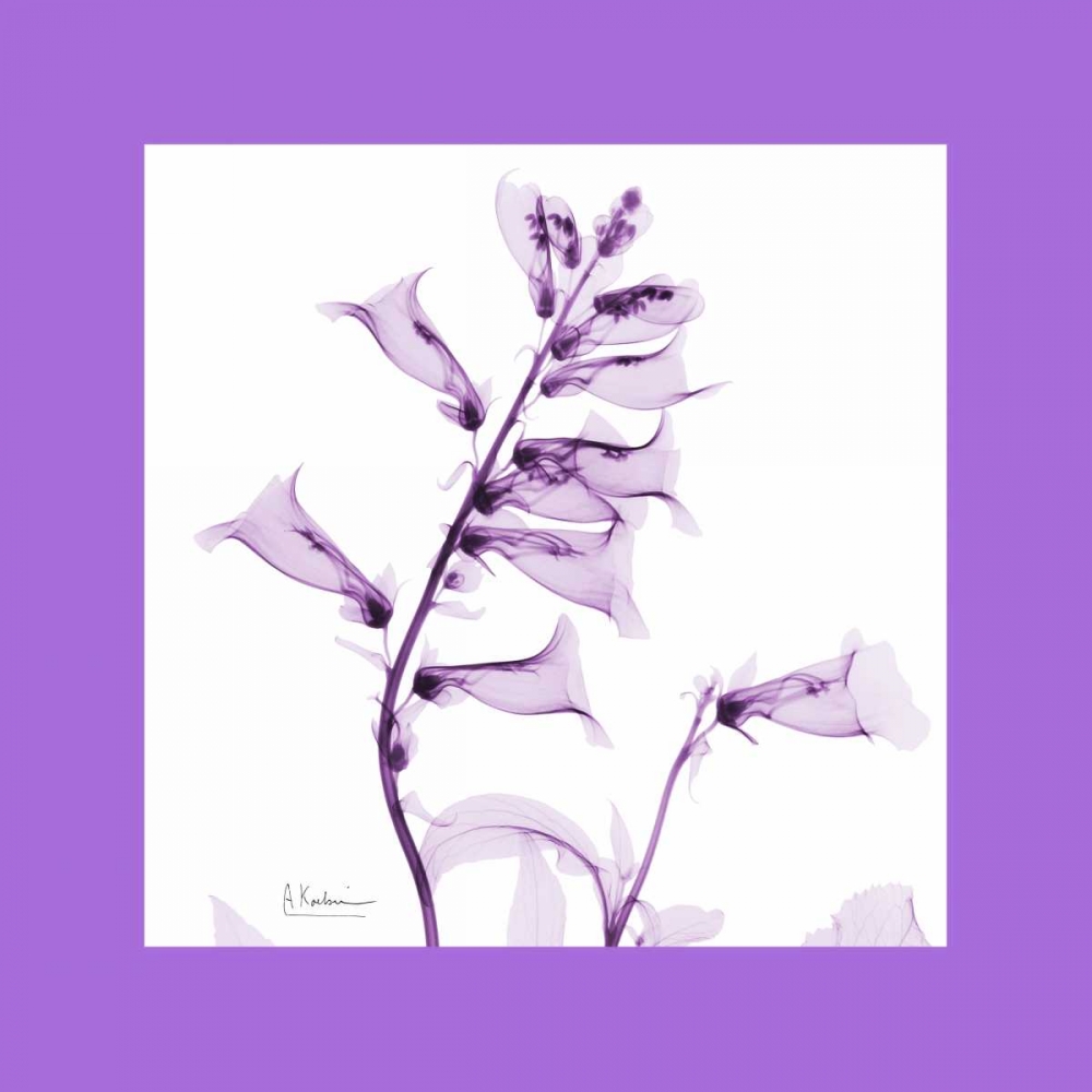 Foxglove  Bordered art print by Albert Koetsier for $57.95 CAD
