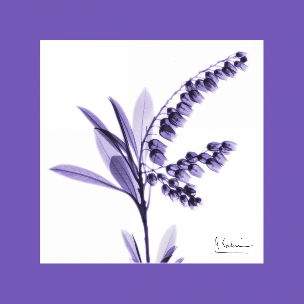 Lily Of The Valley Bordered art print by Albert Koetsier for $57.95 CAD