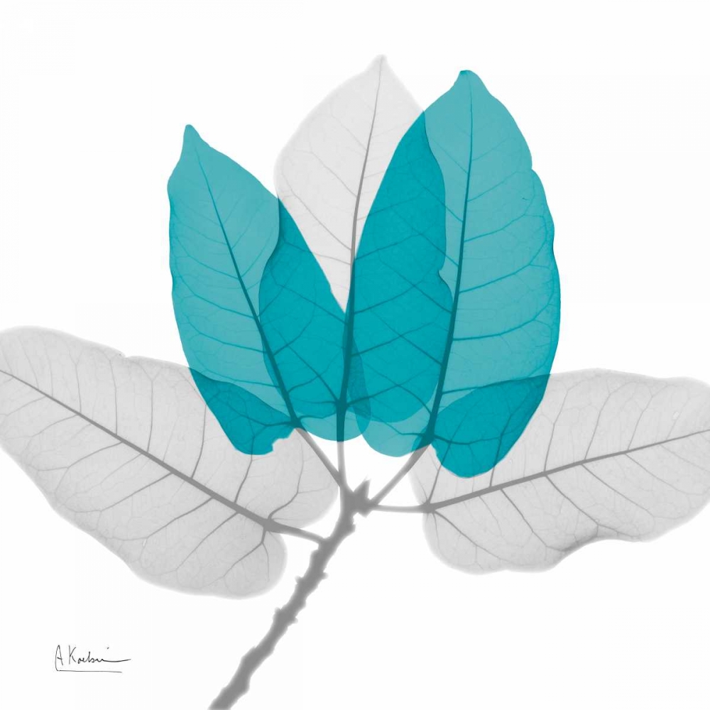 Ficus Burkey Teal art print by Albert Koetsier for $57.95 CAD