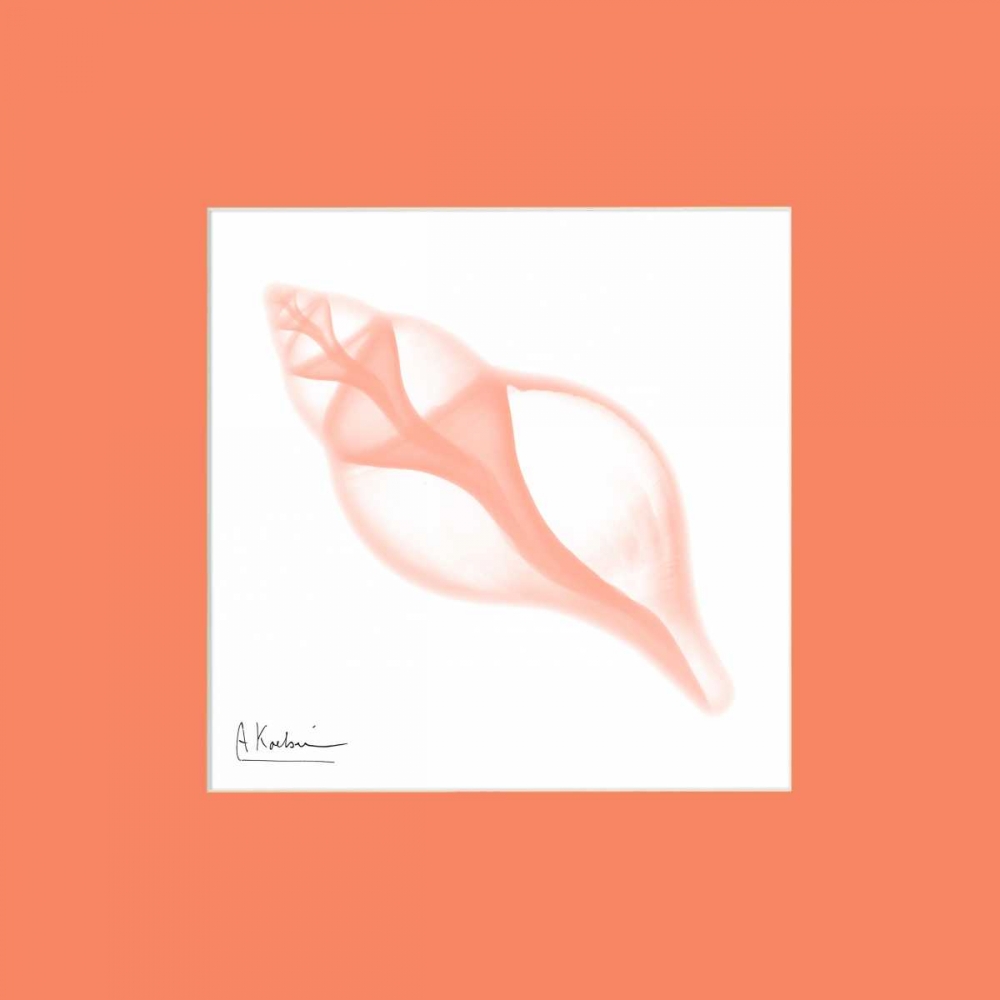 Tulip Shell Peach Matte art print by Albert Koetsier for $57.95 CAD