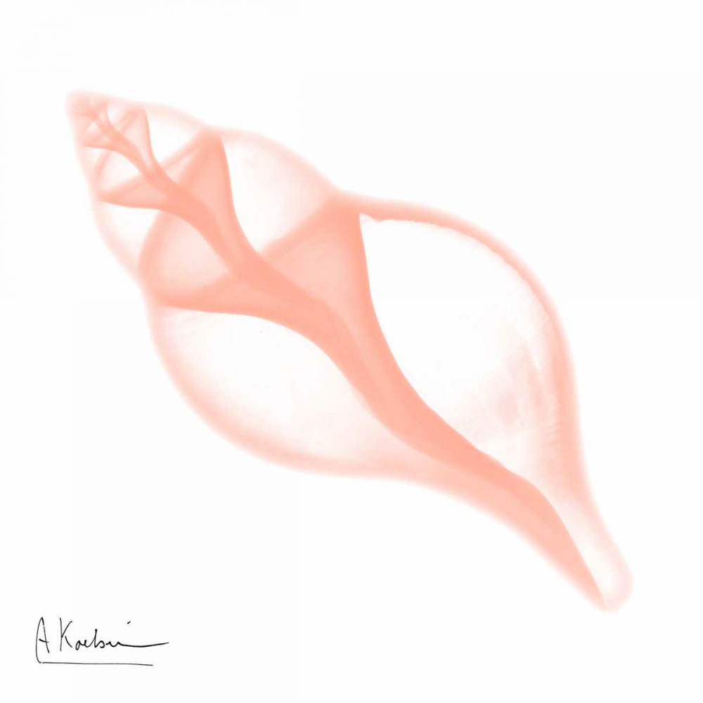 Peach Tulip Shell art print by Albert Koetsier for $57.95 CAD