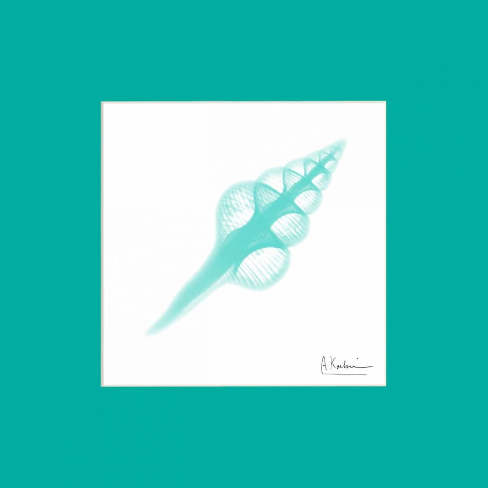 Fusinus Colus Seafoam Matte art print by Albert Koetsier for $57.95 CAD