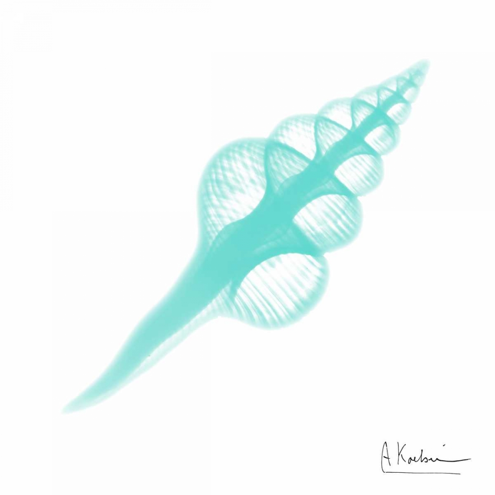 Seafoam Fusinus Colus art print by Albert Koetsier for $57.95 CAD