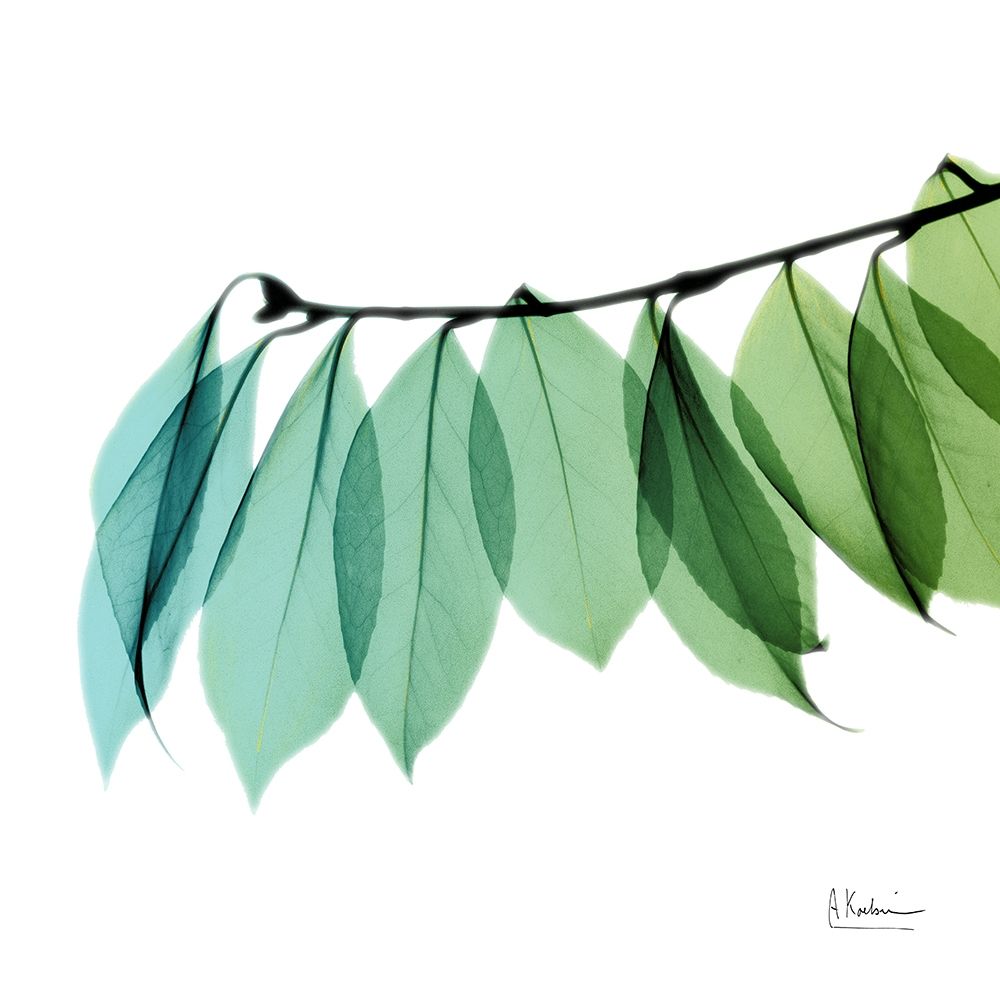 Camelia Leaf art print by Albert Koetsier for $57.95 CAD