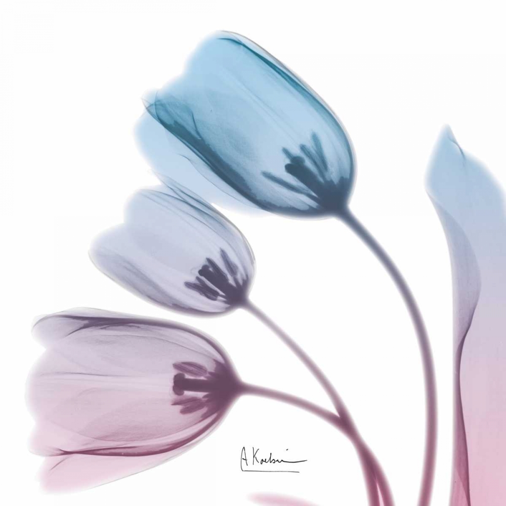 Soft Tulips Rose Serenity art print by Albert Koetsier for $57.95 CAD