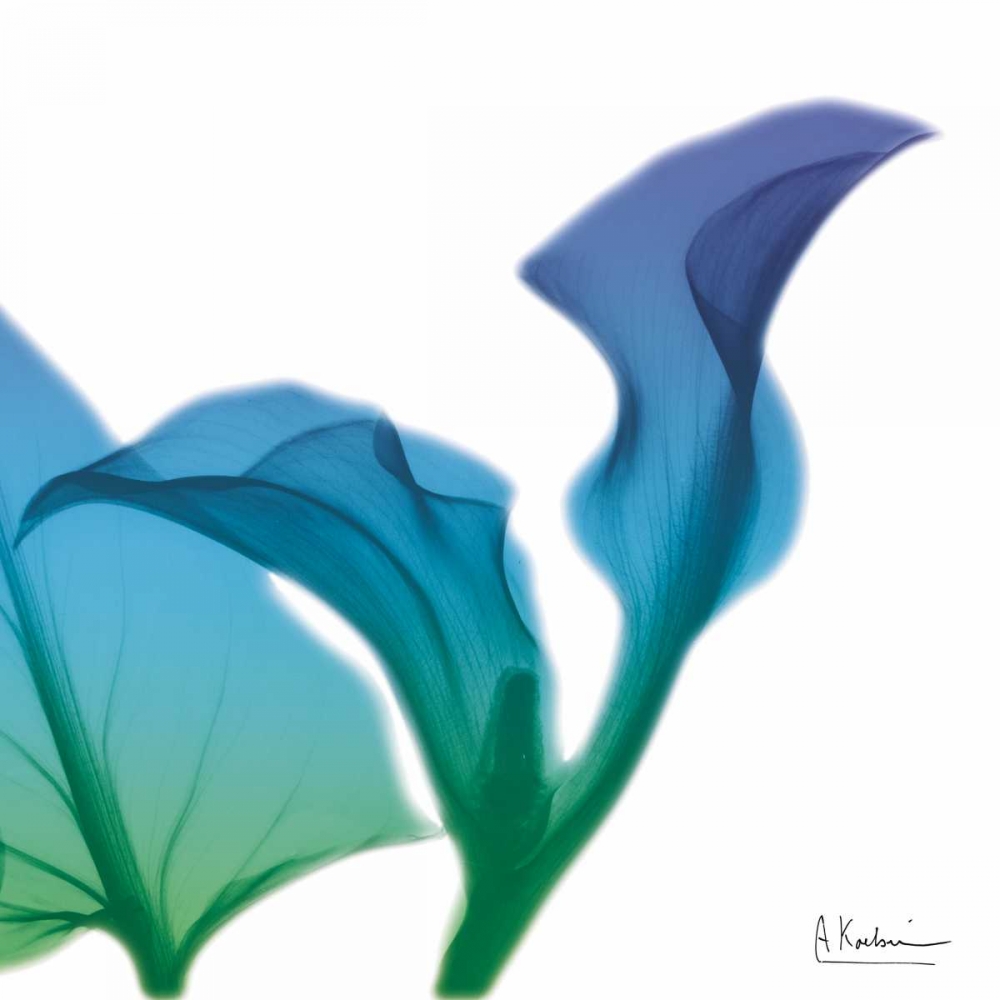 Calla Turq Indigo art print by Albert Koetsier for $57.95 CAD