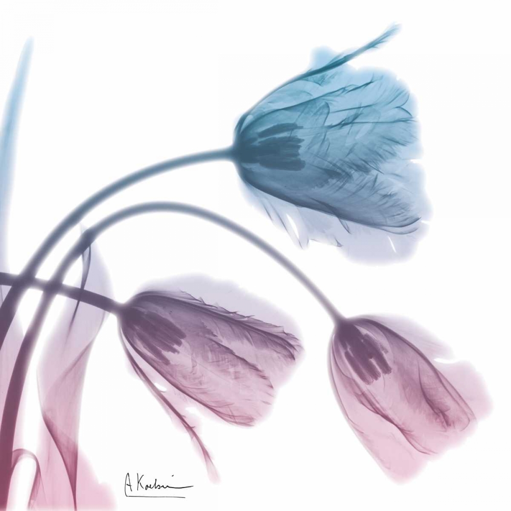 Tulips Rose Serenity art print by Albert Koetsier for $57.95 CAD