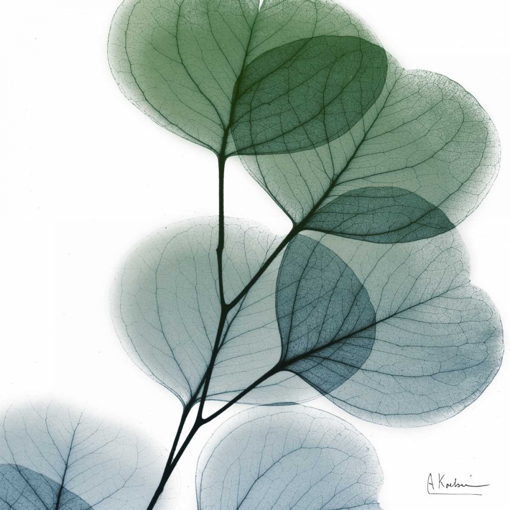 Dull Eucalyptus art print by Albert Koetsier for $57.95 CAD
