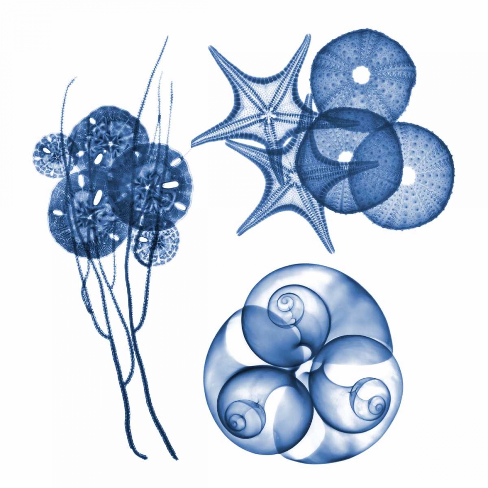Blue Assortment Four art print by Albert Koetsier for $57.95 CAD