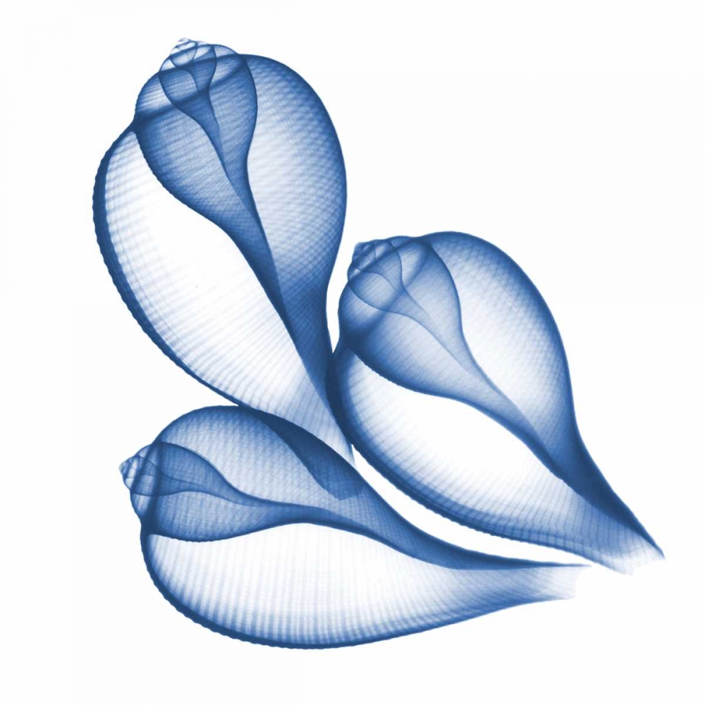 Blue Three Conch art print by Albert Koetsier for $57.95 CAD