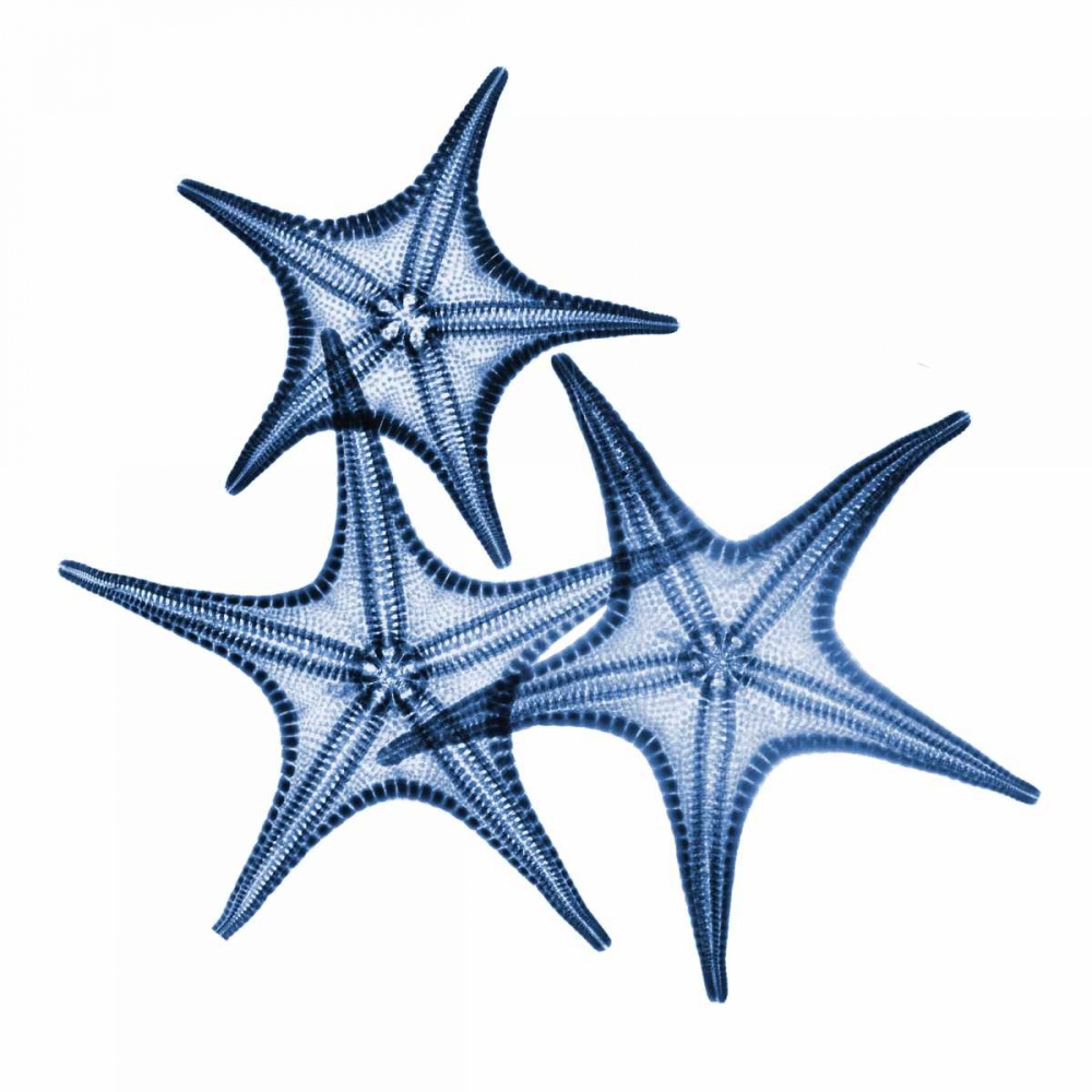 Blue Three Starfish art print by Albert Koetsier for $57.95 CAD