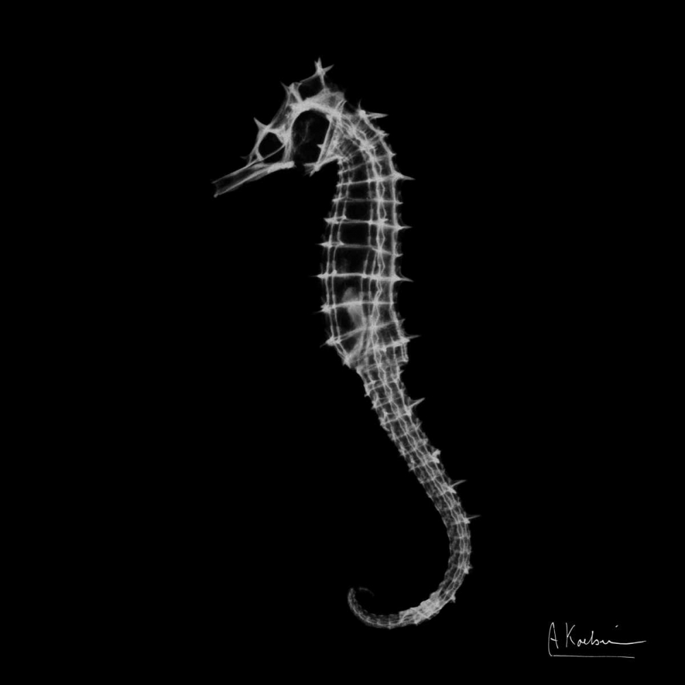 Seahorse In The Dark art print by Albert Koetsier for $57.95 CAD