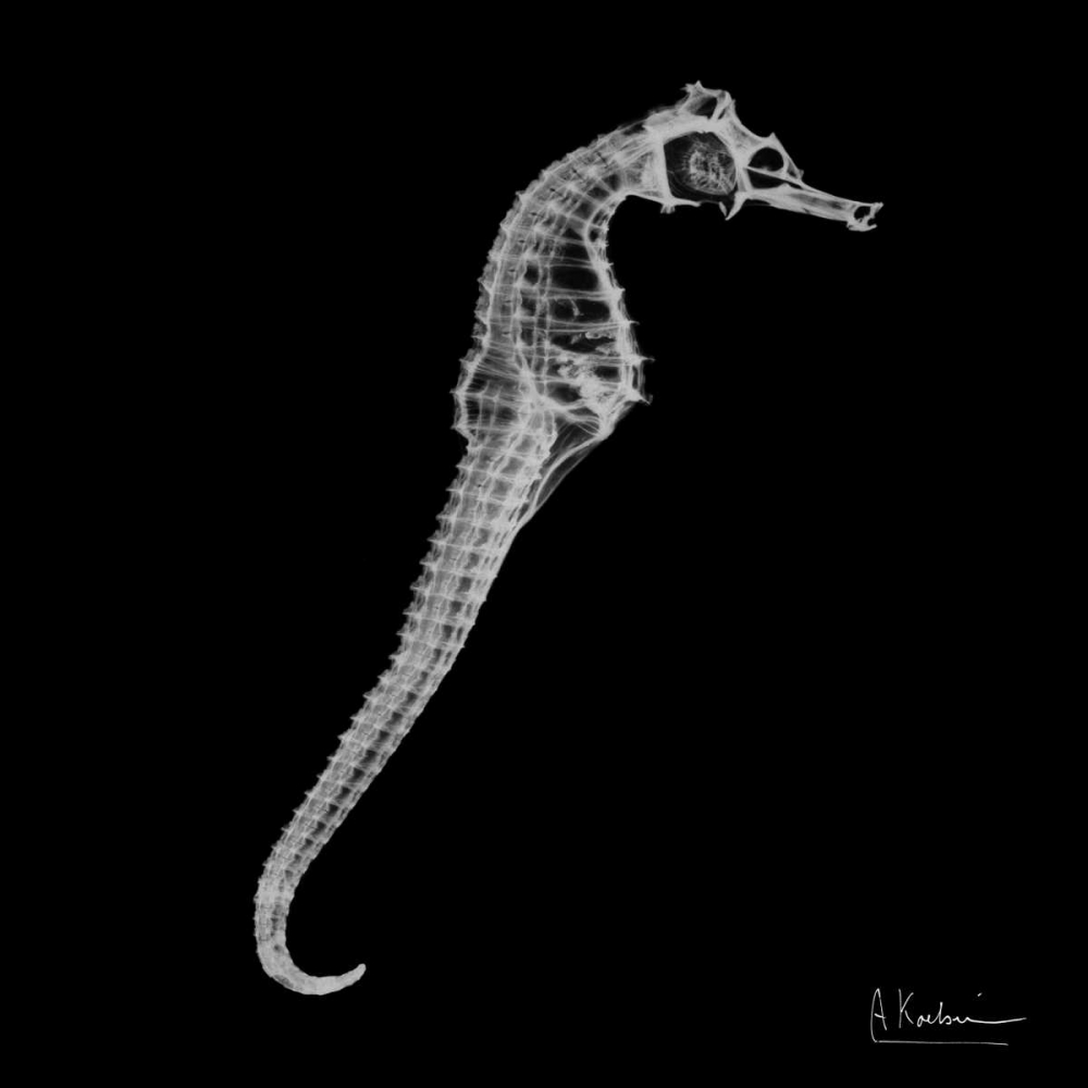 Seahorse In The Black art print by Albert Koetsier for $57.95 CAD