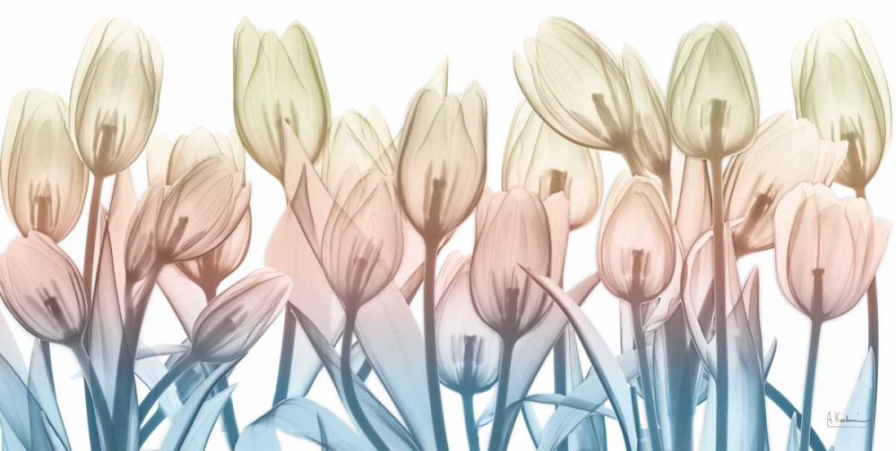 Spring Blooms art print by Albert Koetsier for $57.95 CAD
