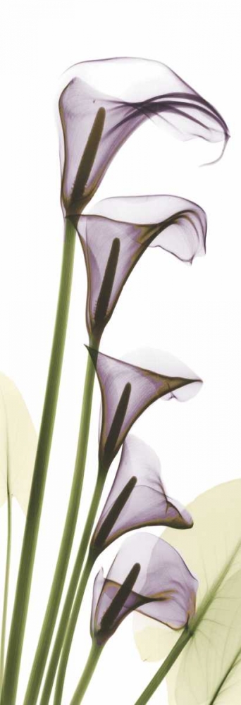 Lavender Dreams art print by Albert Koetsier for $57.95 CAD