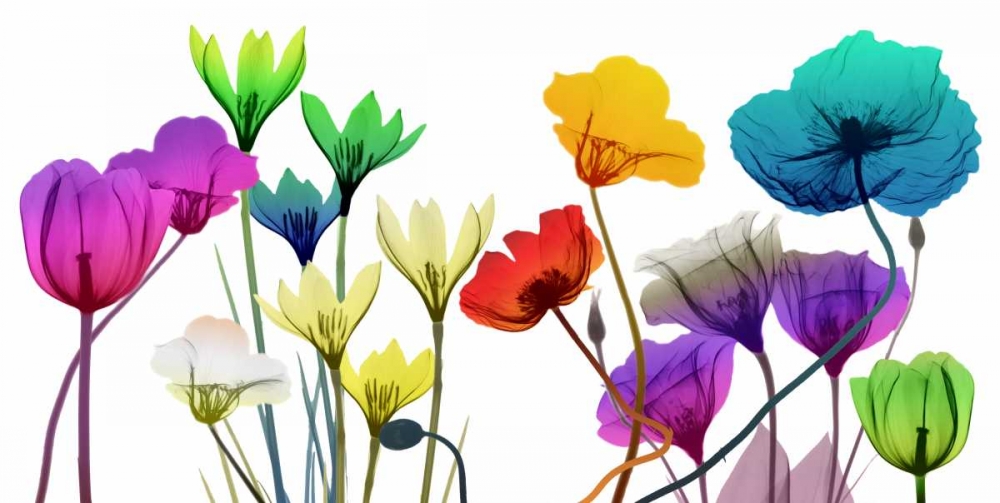 Floral Calm Pop art print by Albert Koetsier for $57.95 CAD