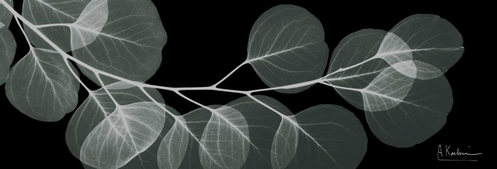 Eucalyptus Night 1 art print by Albert Koetsier for $57.95 CAD