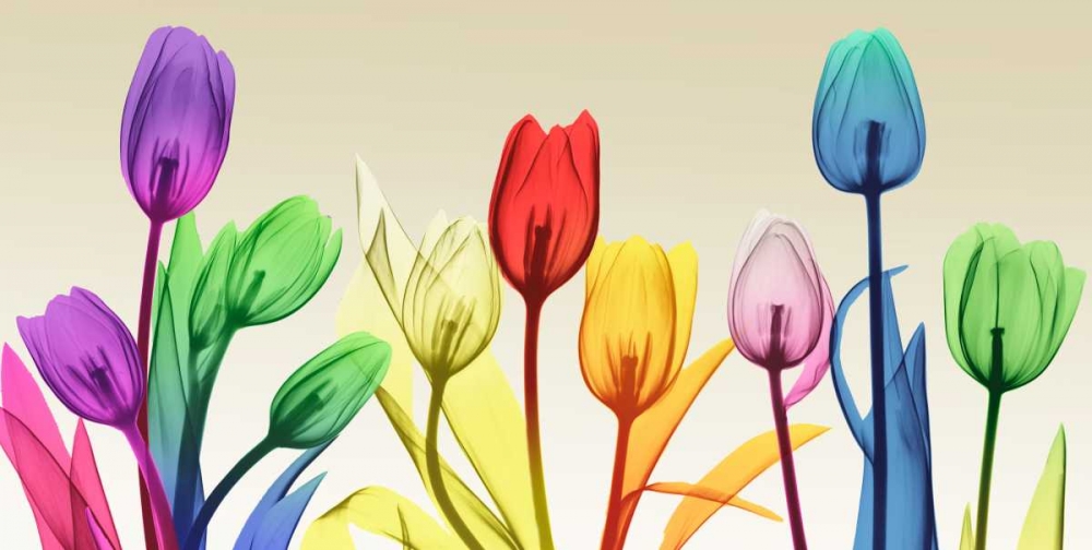 Floral Rainbow Splurge art print by Albert Koetsier for $57.95 CAD