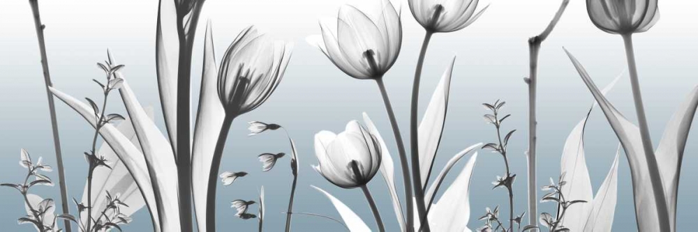 Heavenly Botanicals art print by Albert Koetsier for $57.95 CAD