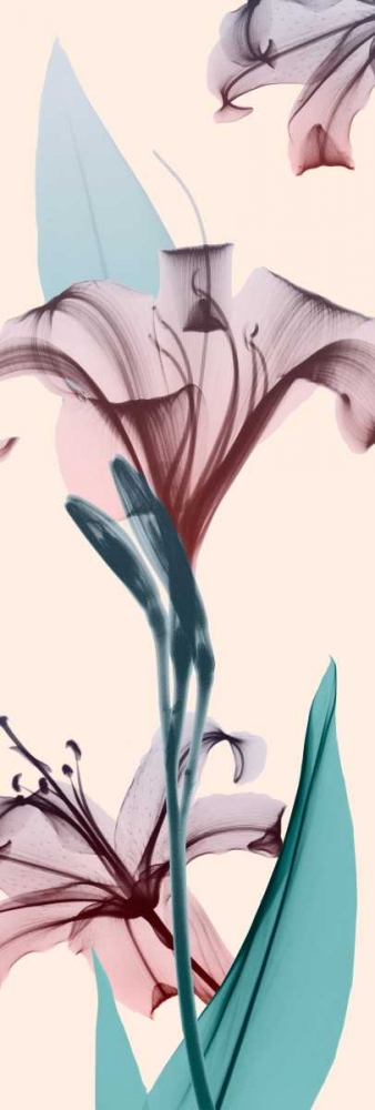 Spring Lily art print by Albert Koetsier for $57.95 CAD