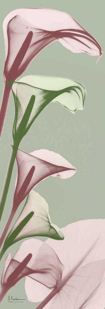 Spring Time Calla Lilies art print by Albert Koetsier for $57.95 CAD