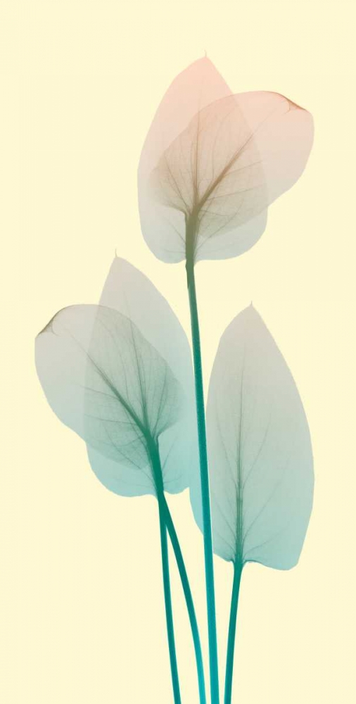 Blissful Bloom 1 art print by Albert Koetsier for $57.95 CAD