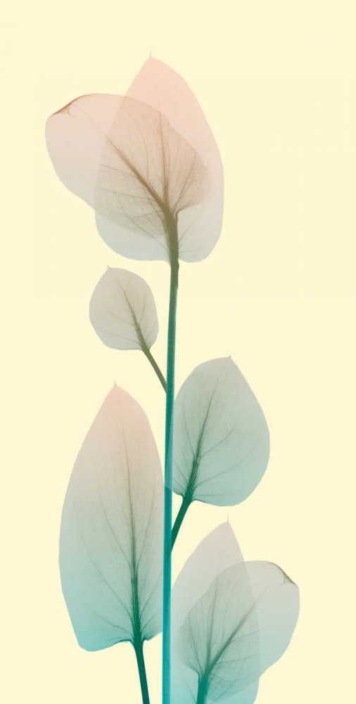 Blissful Bloom 2 art print by Albert Koetsier for $57.95 CAD