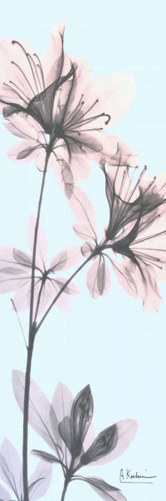 Paradise Azalea art print by Albert Koetsier for $57.95 CAD
