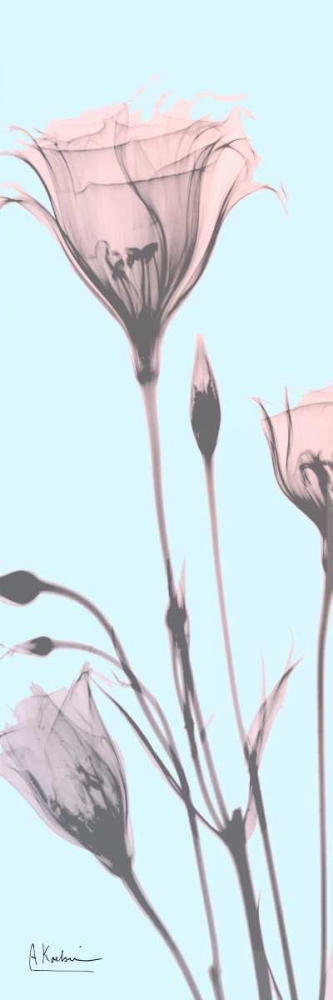 Gentian Paradise art print by Albert Koetsier for $57.95 CAD
