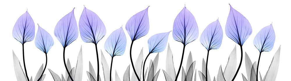 Ultra Violet Growth art print by Albert Koetsier for $57.95 CAD