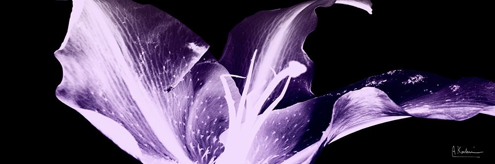 Violet Explosion 1 art print by Albert Koetsier for $57.95 CAD