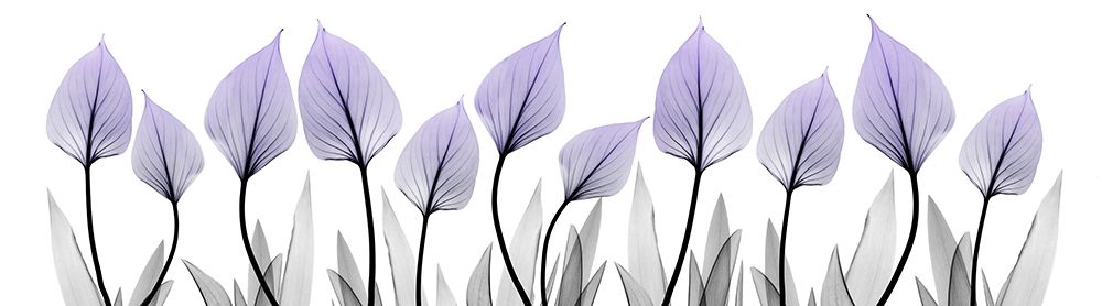 Violet Extension 1 art print by Albert Koetsier for $57.95 CAD