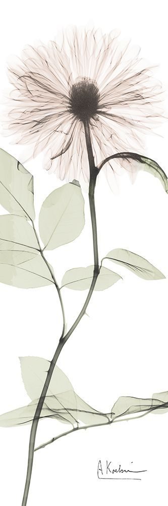 Transcendent Pink Floral 2 art print by Albert Koetsier for $57.95 CAD