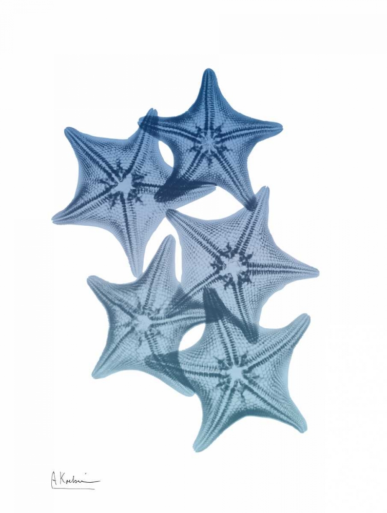 Tidal Starfish 1 art print by Albert Koetsier for $57.95 CAD