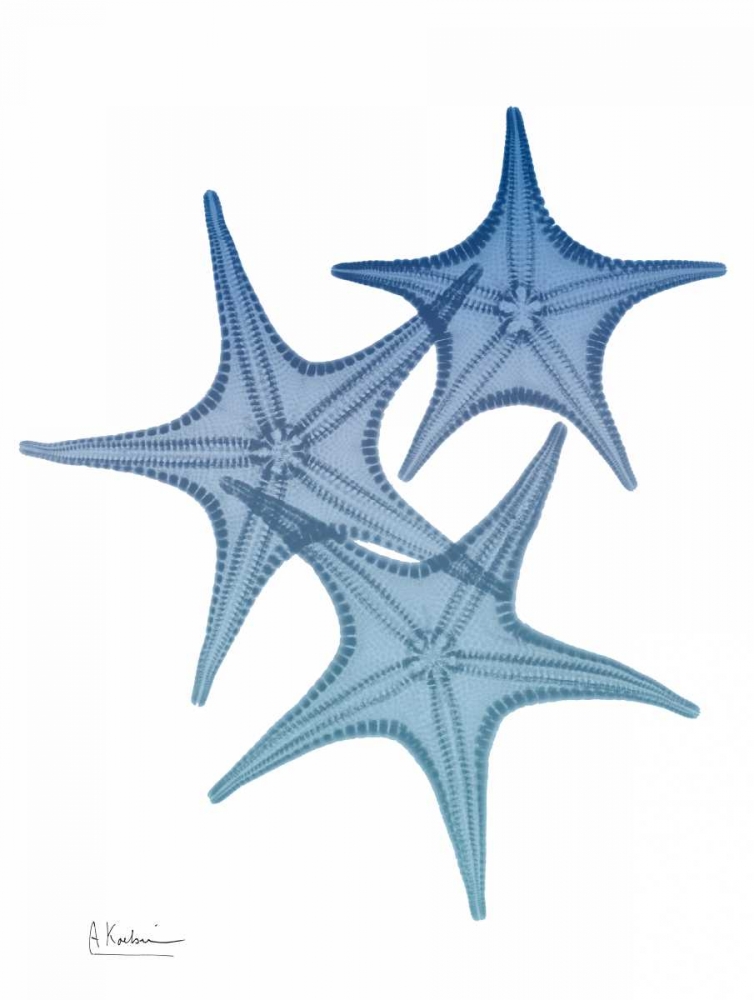 Tidal Starfish 2 art print by Albert Koetsier for $57.95 CAD