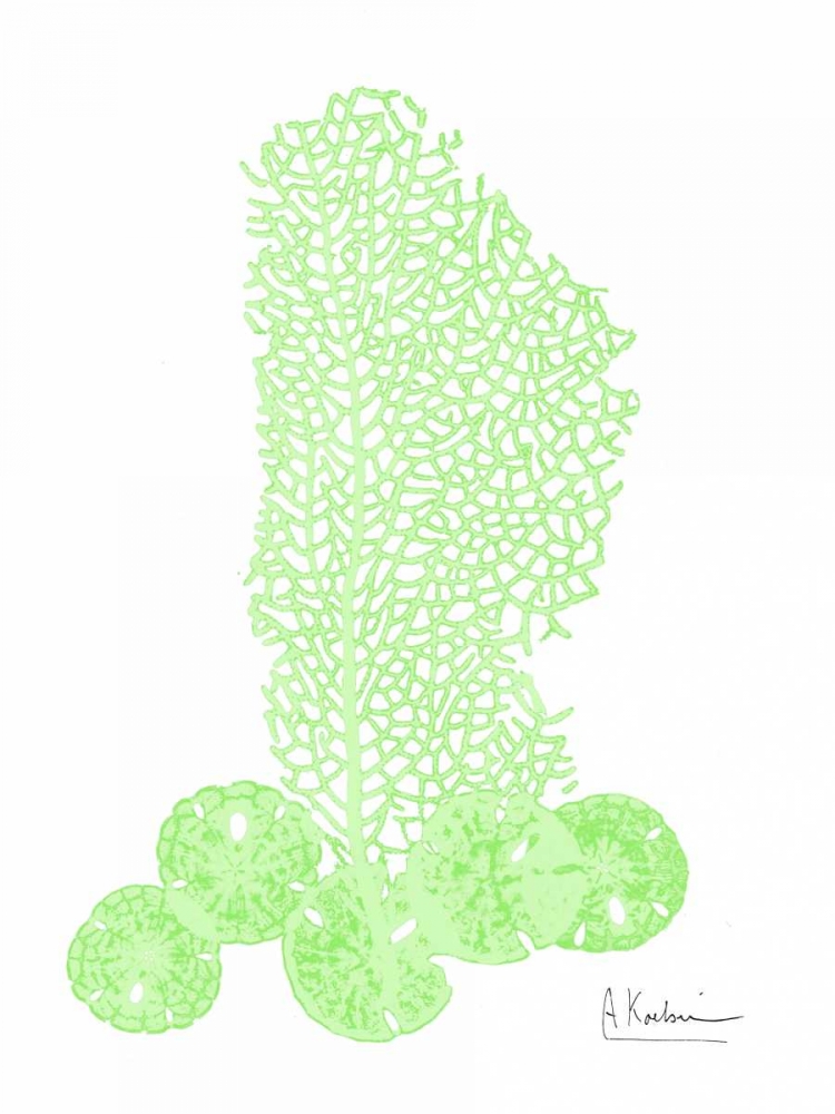 Sea Fan and Sand Dollar art print by Albert Koetsier for $57.95 CAD
