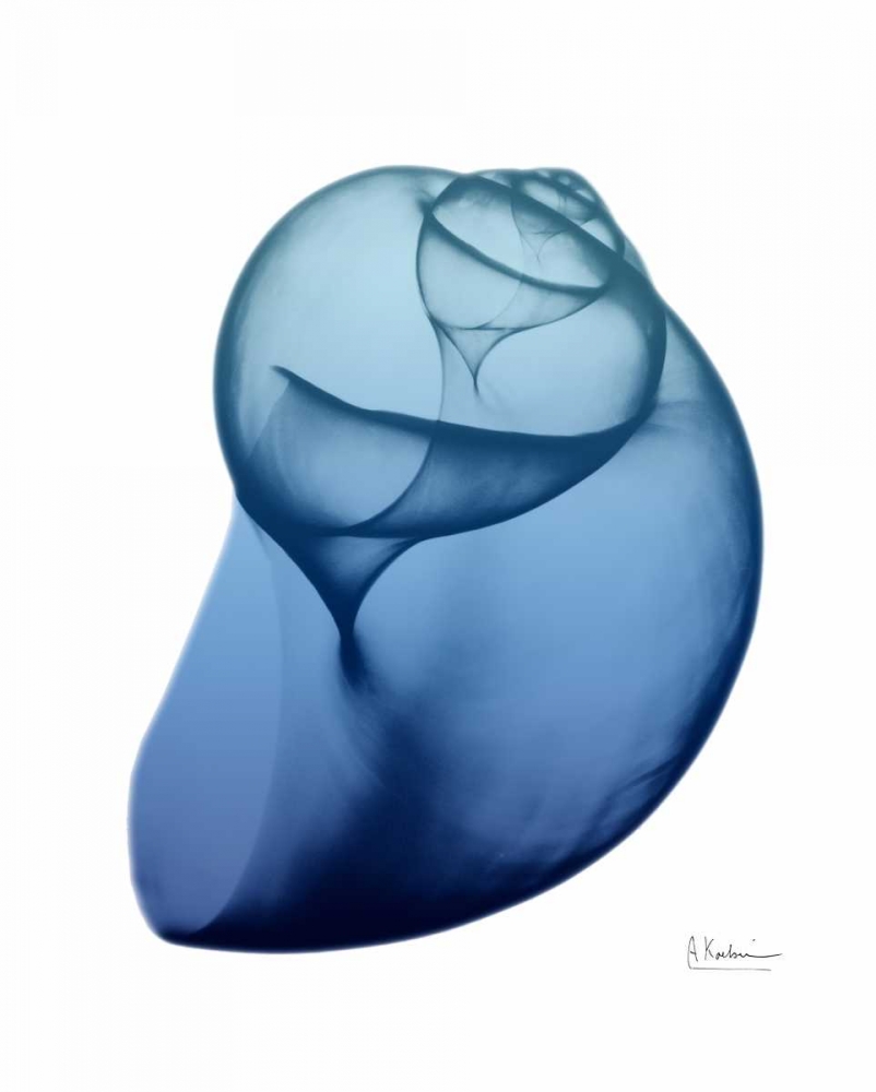 Scenic Water Snail 1 art print by Albert Koetsier for $57.95 CAD