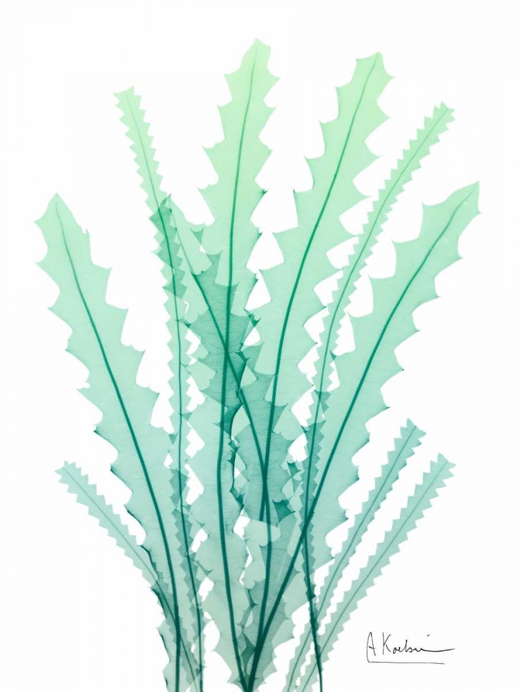 Radiant Banksia art print by Albert Koetsier for $57.95 CAD