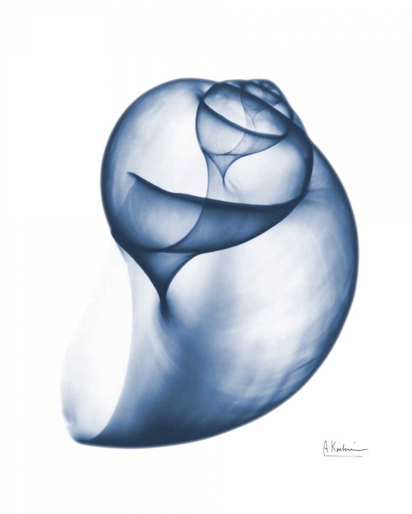 Indigo Water Snail art print by Albert Koetsier for $57.95 CAD