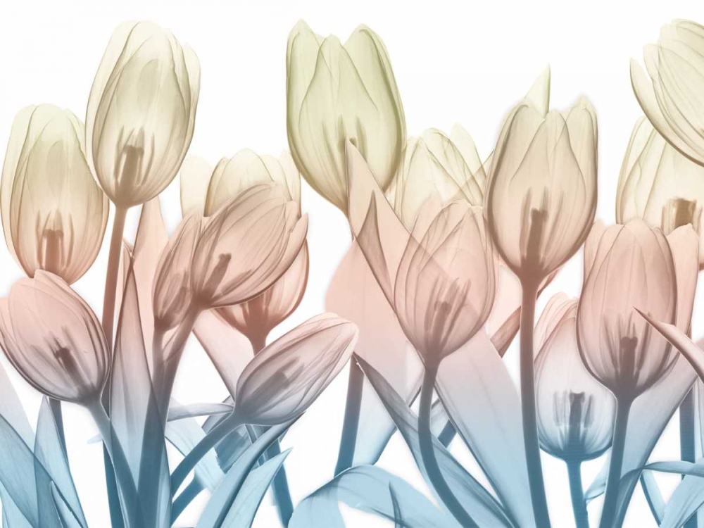 Magical Garden.jpg art print by Albert Koetsier for $57.95 CAD