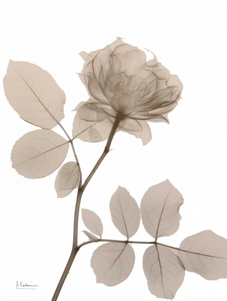 Rose Cream 1 art print by Albert Koetsier for $57.95 CAD