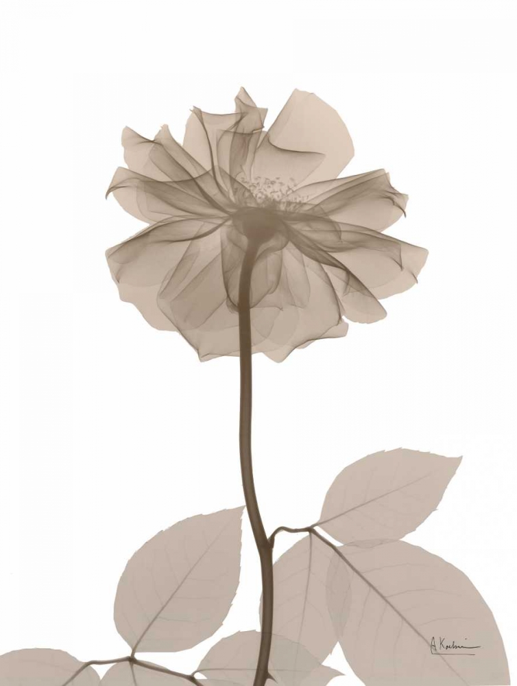 Rose Cream 2 art print by Albert Koetsier for $57.95 CAD