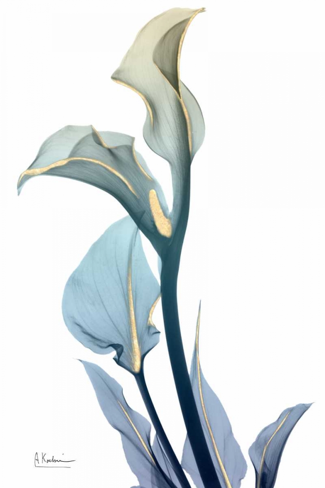 Gold Splash Calla Lily 1 art print by Albert Koetsier for $57.95 CAD
